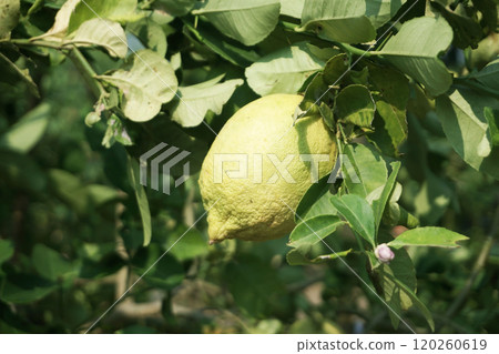 fresh lemons on tree 120260619