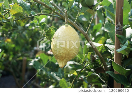 fresh lemons on tree 120260620
