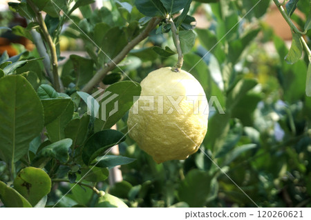 fresh lemons on tree 120260621