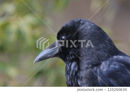 Staring Carrion Crow 120260630