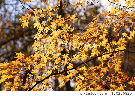 Scenery from the promenade leading to Tatsuzawa Fudo Falls, autumn leaves, Inawashiro Town, Fukushima Prefecture 120260820