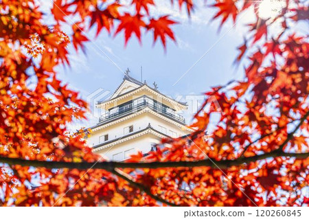 福島縣會津若松市敦賀城(會津若松城)深秋的楓葉 福島縣會津若松市敦賀城(會津若松城)深秋的楓葉 120260845