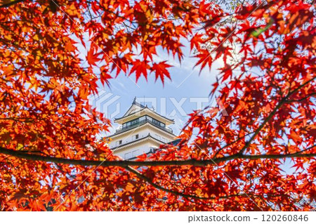 Tsuruga Castle (Aizu-Wakamatsu Castle) and maples in late autumn, Aizu-Wakamatsu City, Fukushima Prefecture Tsuruga Castle (Aizu-Wakamatsu Castle) and maples in late autumn, Aizu-Wakamatsu City, Fukushima Prefecture 120260846