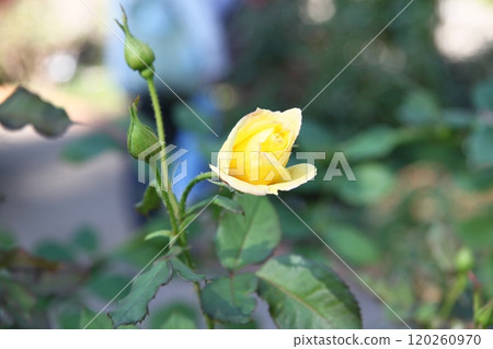 Yellow rose bud 120260970