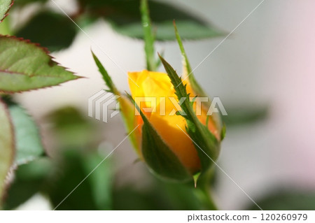 黃玫瑰花蕾 黃玫瑰花蕾 120260979
