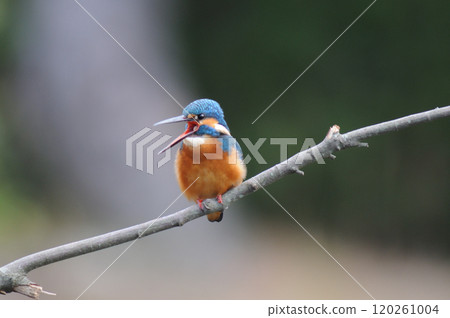 The kingfisher of a park 120261004