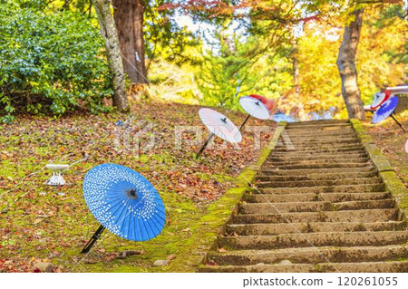 Autumn at Hanitsu Shrine: Autumn leaves and Japanese umbrellas on the approach to the shrine, Inawashiro Town, Fukushima Prefecture 120261055
