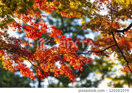福島縣豬苗代町半日神社入口處的紅葉 福島縣豬苗代町半日神社入口處的紅葉 120261074