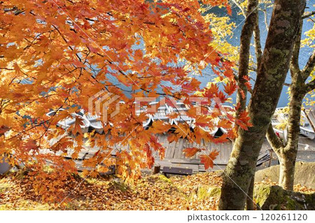 Late autumn at Goshikinuma Nature Trail, Maple trees at Bishamon Lake, Kitashiobara Village, Fukushima Prefecture 120261120