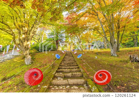 Hanitsu Shrine in late autumn - Autumn leaves and Japanese umbrellas on the approach to the shrine, Inawashiro Town, Fukushima Prefecture Hanitsu Shrine in late autumn - Autumn leaves and Japanese umbrellas on the approach to the shrine, Inawashiro Town, Fukushima Prefecture 120261124