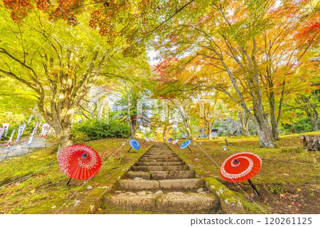 Hanitsu Shrine in late autumn - Autumn leaves and Japanese umbrellas on the approach to the shrine, Inawashiro Town, Fukushima Prefecture 120261125