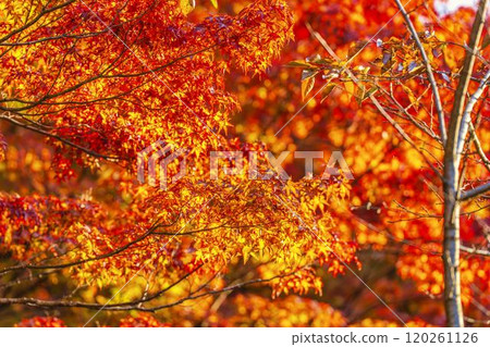Autumn foliage on the approach to Hanitsu Shrine, Inawashiro Town, Fukushima Prefecture 120261126
