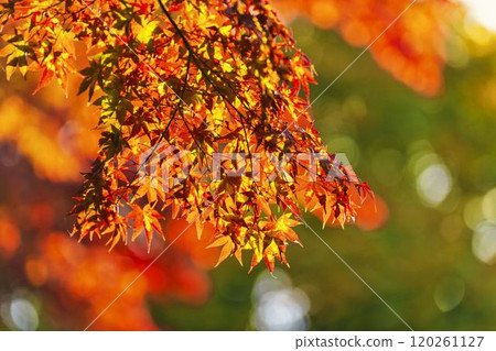 Autumn foliage on the approach to Hanitsu Shrine, Inawashiro Town, Fukushima Prefecture 120261127