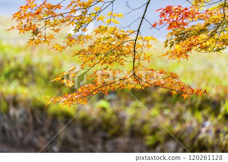 Autumn foliage on the approach to Hanitsu Shrine, Inawashiro Town, Fukushima Prefecture 120261128
