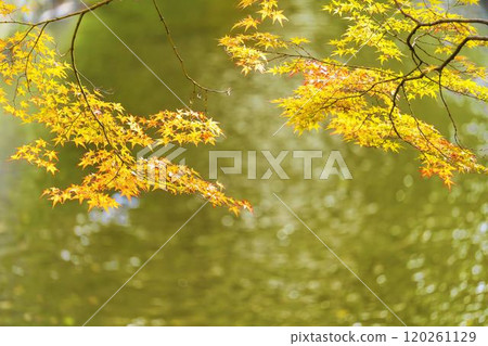 福島縣豬苗代町半日神社入口處的紅葉 福島縣豬苗代町半日神社入口處的紅葉 120261129