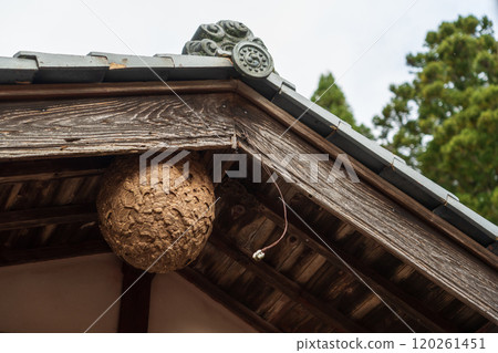 A hornet's nest made in a house 120261451