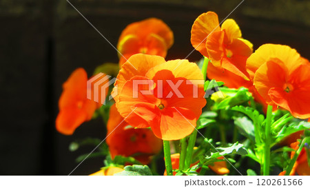 橙色紫羅蘭花壇的風景（中提琴） 120261566