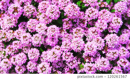 匍匐時光盛開的風景 120261567