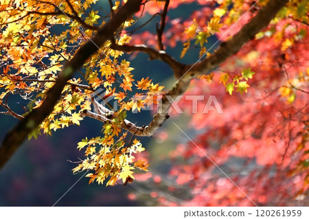 Autumn leaves in Okutsu Valley 6 120261959