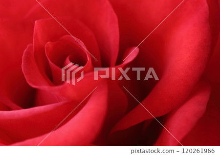 Macro photography of roses 120261966