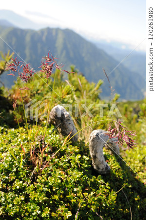 從西穗山莊到西穗高岳的登山路線 120261980