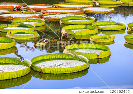 Ohio Bonus 120262465