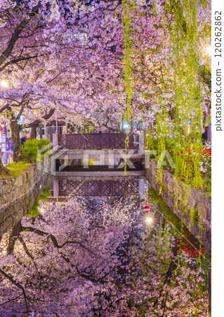 Cherry blossoms blooming along the Takase River on Kiyamachi Street: Spectacular night cherry blossom reflections Cherry blossoms blooming along the Takase River on Kiyamachi Street: Spectacular night cherry blossom reflections 120262862