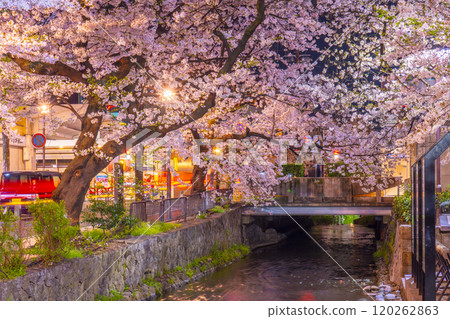 Cherry blossoms at night on Kiyamachi Street and Takase River Cherry blossoms at night on Kiyamachi Street and Takase River 120262863