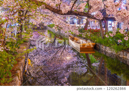 Cherry blossoms blooming along the Takase River on Kiyamachi Street: Spectacular night cherry blossom reflections 120262866