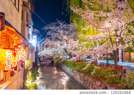 Cherry blossoms at night on Kiyamachi Street and Takase River 120262868
