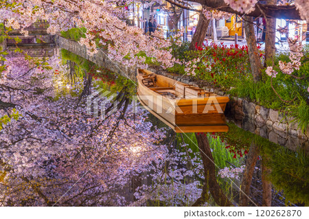 木屋町街上的高瀨川沿岸盛開的櫻花，壯觀的夜間櫻花倒影。 120262870