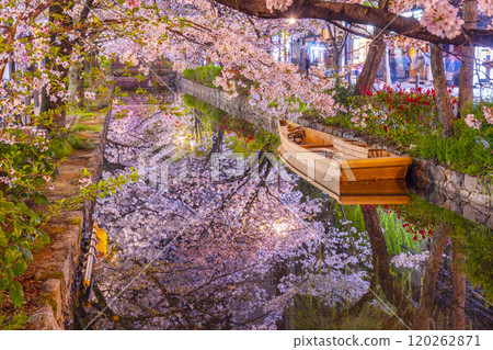 木屋町街上的高瀨川沿岸盛開的櫻花,壯觀的夜間櫻花倒影。 木屋町街上的高瀨川沿岸盛開的櫻花,壯觀的夜間櫻花倒影。 120262871