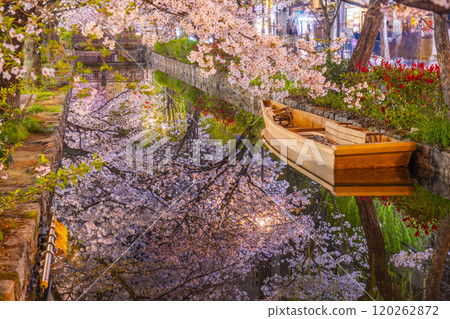 木屋町街上的高瀨川沿岸盛開的櫻花,壯觀的夜間櫻花倒影。 木屋町街上的高瀨川沿岸盛開的櫻花,壯觀的夜間櫻花倒影。 120262872