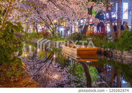 Cherry blossoms blooming along the Takase River on Kiyamachi Street: Spectacular night cherry blossom reflections Cherry blossoms blooming along the Takase River on Kiyamachi Street: Spectacular night cherry blossom reflections 120262874