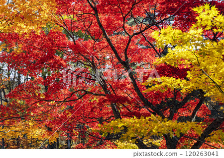 紅寶石秋葉 紅寶石秋葉 120263041