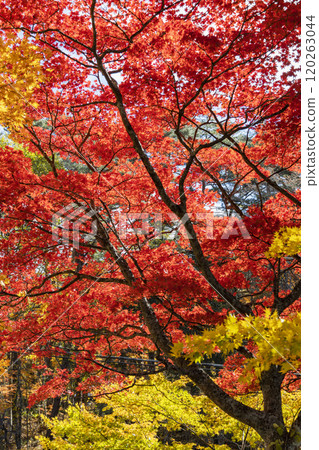 紅寶石秋葉 紅寶石秋葉 120263044