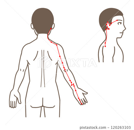 Acupuncture and moxibustion acupuncture points, Shaoyang triple burner meridian on the hand, acupressure point illustration Acupuncture and moxibustion acupuncture points, Shaoyang triple burner meridian on the hand, acupressure point illustration 120263103