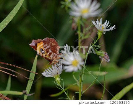Diurnal moth, Acanthodea nigricans Diurnal moth, Acanthodea nigricans 120263155