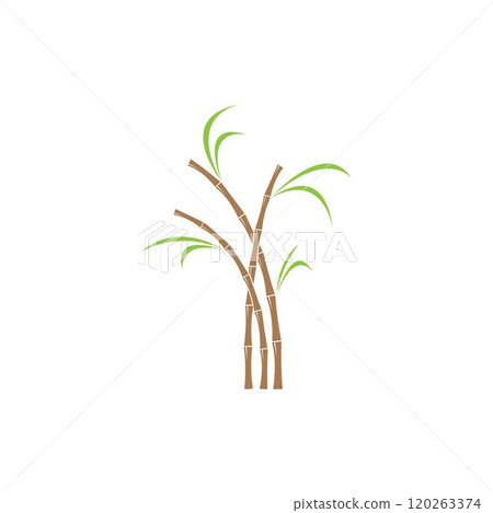 Sugar cane plant logo vector 120263374