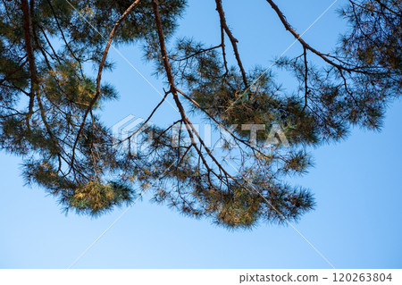 Colorful leaves, autumn season with blue sky in the background Colorful leaves, autumn season with blue sky in the background 120263804