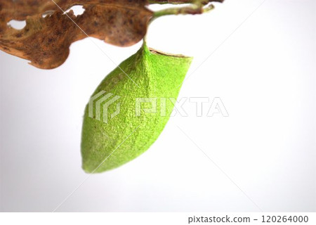 Cocoon of Usta Viga Cocoon of Usta Viga 120264000