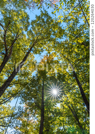 Sunlight through the fall Sunlight through the fall 120264030