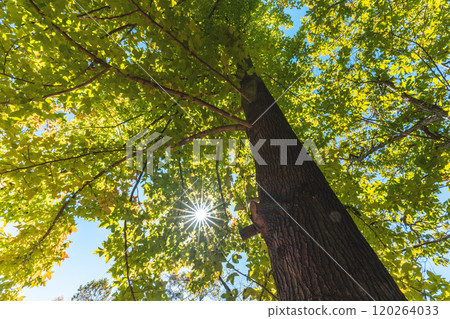 Sunlight through the fall Sunlight through the fall 120264033