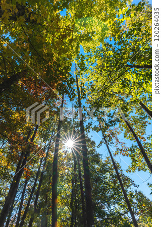 陽光透過秋天 120264035