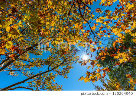 陽光透過秋天 陽光透過秋天 120264040