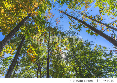 Sunlight through the fall Sunlight through the fall 120264050