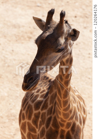 A huge alpha male baboon monkey rests by the river bank A huge alpha male baboon monkey rests by the river bank 120264176