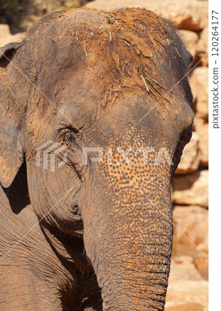 Big elephant. Close-up. Zoo Savannah 120264177