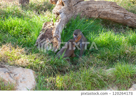 A huge alpha male baboon monkey rests by the river bank 120264178