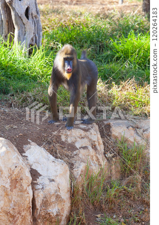 A huge alpha male baboon monkey rests by the river bank 120264183